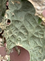 Lobaria pulmonaria