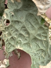 Lobaria pulmonaria