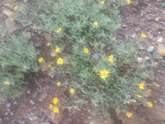 Heterotheca hirsutissima