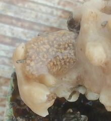Aplidium glabrum