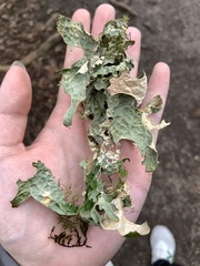Lobaria pulmonaria