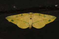 Omiza miliaria