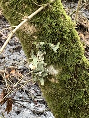 Lobaria pulmonaria