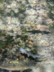 Oncorhynchus mykiss