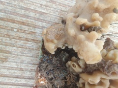 Aplidium glabrum