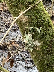 Lobaria pulmonaria