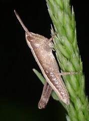 Chloealtis conspersa