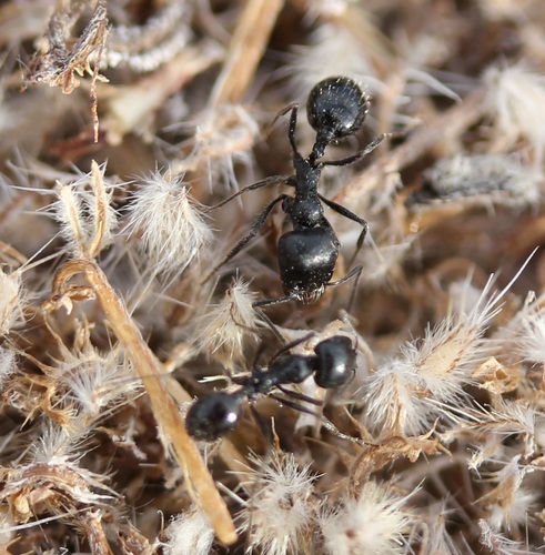 Veromessor pergandei