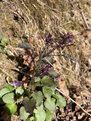 Packera obovata
