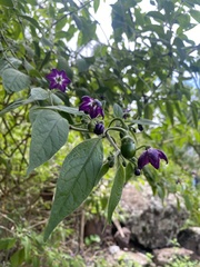 © Antonio Angel Rojas Quisbert, some rights reserved (CC-BY-NC)