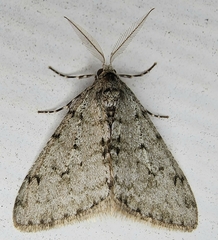 Phigalia strigataria