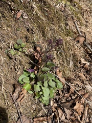 Packera obovata