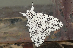 Lymantria singapura