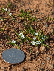 Plagiobothrys scriptus