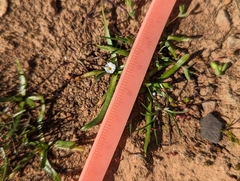 Plagiobothrys scriptus