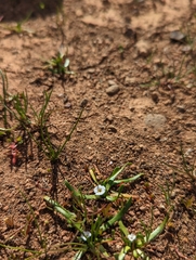 Plagiobothrys scriptus