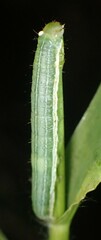 Loscopia velata