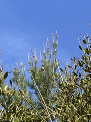 Pipilo erythrophthalmus