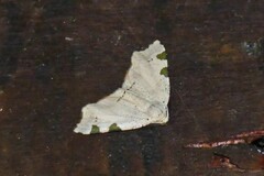 Achrosis costimaculata