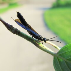 Phylloecus trimaculatus