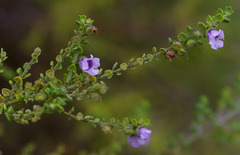 Prostanthera rhombea
