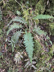 Polystichum parvipinnulum