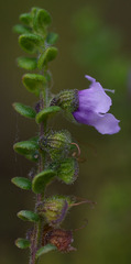 Prostanthera rhombea