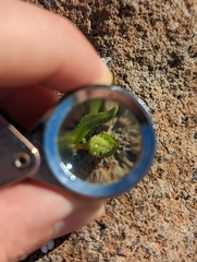 Plagiobothrys austinae