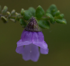 Prostanthera rhombea