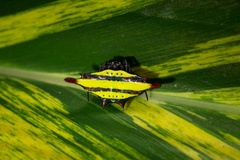Gasteracantha diadesmia