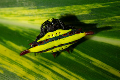 Gasteracantha diadesmia