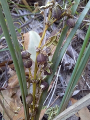 Lomandra multiflora dura