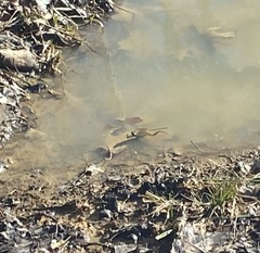 Pseudacris brachyphona