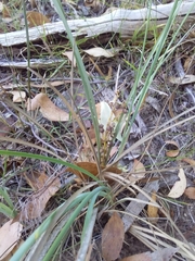 Lomandra multiflora dura