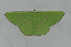 Ornithospila avicularia