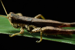 Pseudoxya