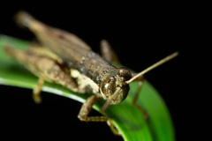 Pseudoxya