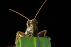 Pseudoxya