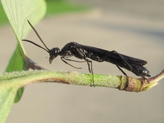 Phylloecus trimaculatus