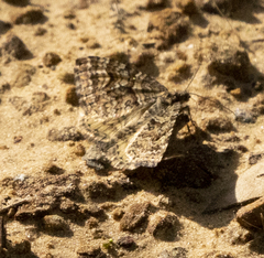 Epirrhoe plebeculata