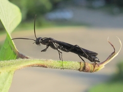 Phylloecus trimaculatus