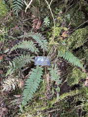 Polystichum parvipinnulum