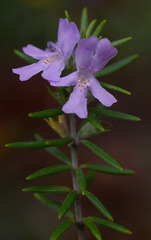 Westringia brevifolia