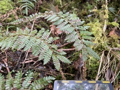 Polystichum parvipinnulum