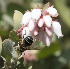 Eristalis hirta