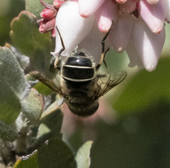 Eristalis hirta