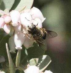 Eristalis hirta