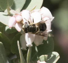 Eristalis hirta