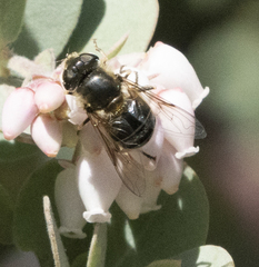 Eristalis hirta