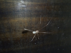 Pholcidae